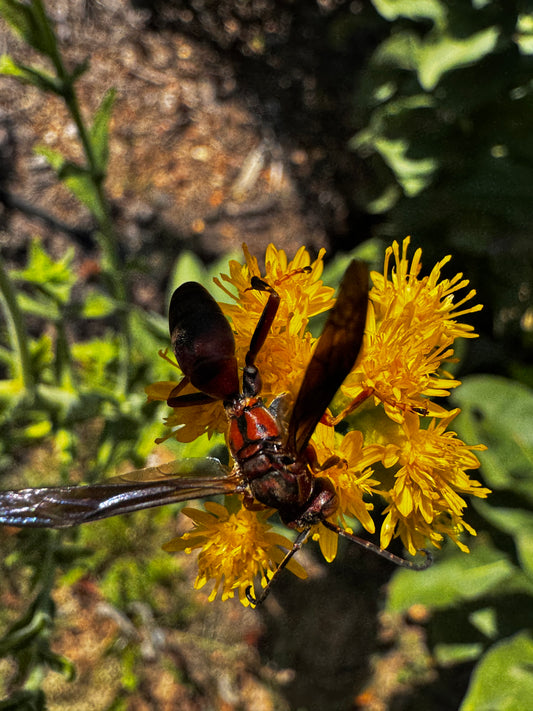 Showy Goldenrod (Solidago speciosa)
