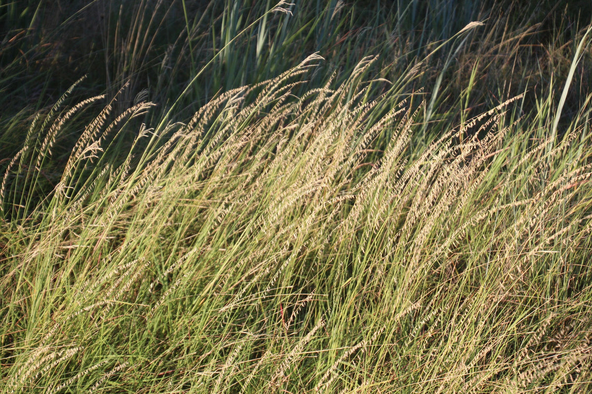 Sideoats Grama (Bouteloua curtipendula)