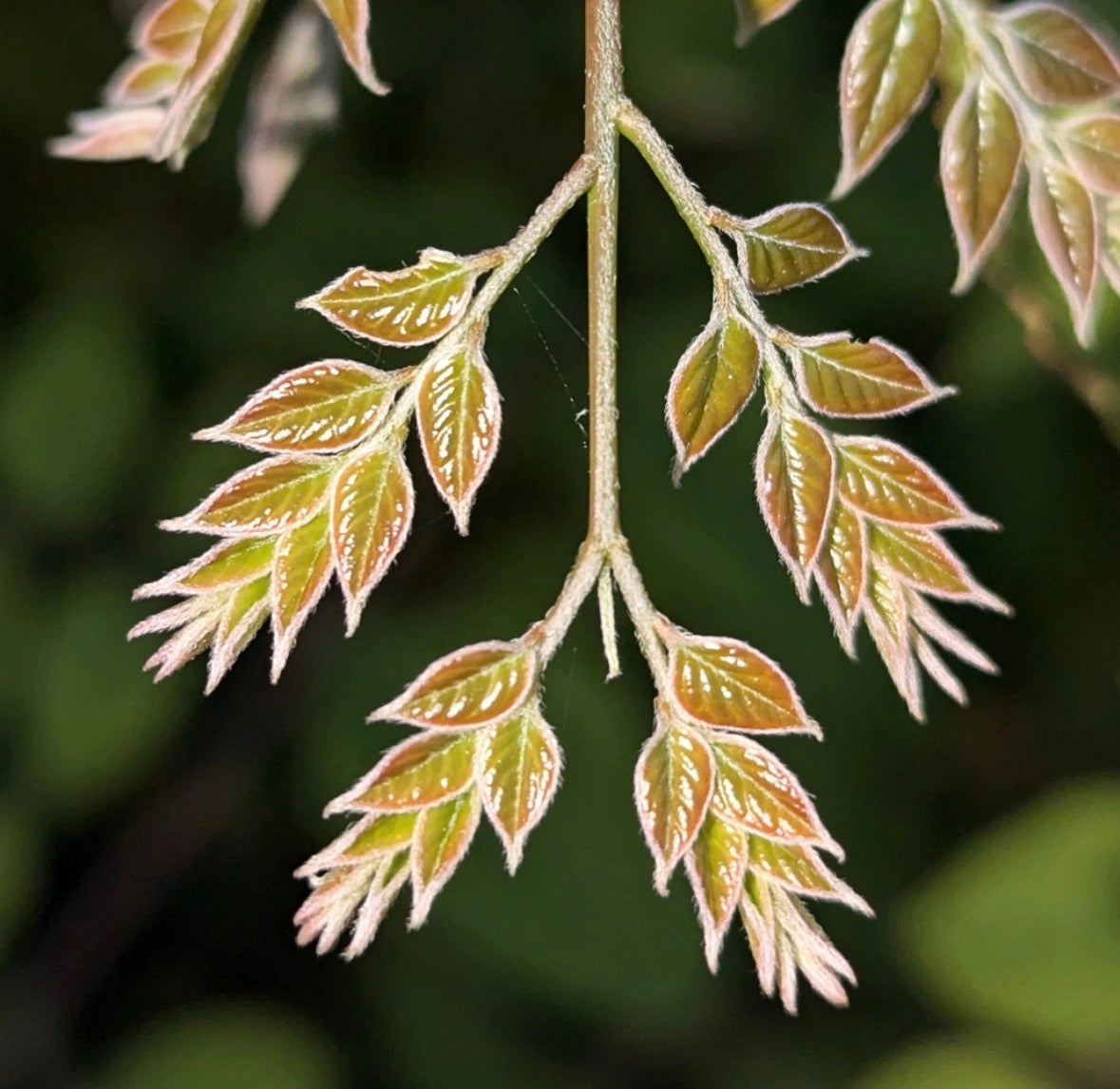 Kentucky Coffee Tree (Gymnocladus dioicus)