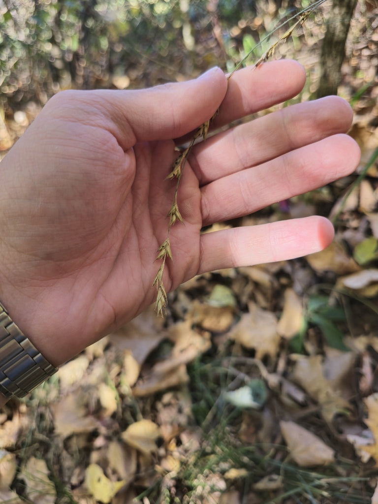 American Beakgrain (Diarrhena obovata)