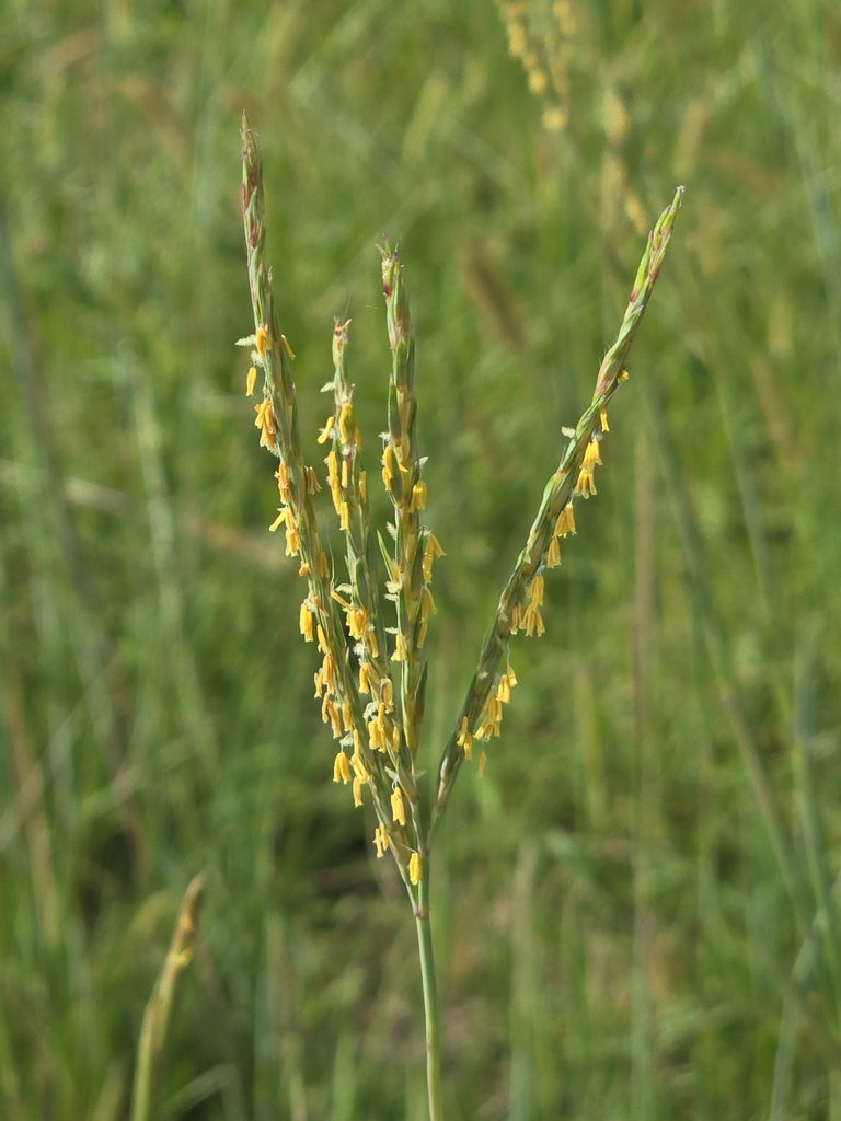 Big Bluestem (Andropogon gerardi)