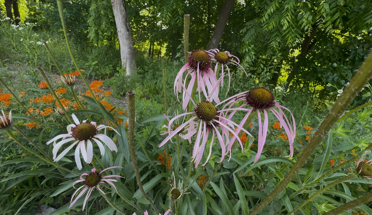Pale Purple Coneflower (Echinacea pallida)