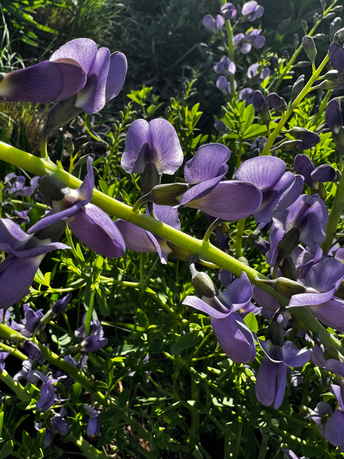 Blue Wild Indigo (Baptisia australis)