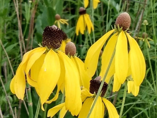 Grayhead Coneflower (Ratibida pinnata)