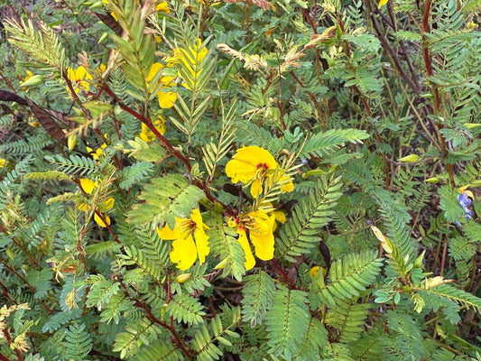 Partridge Pea (Chamaecrista fasciculata) - Annual