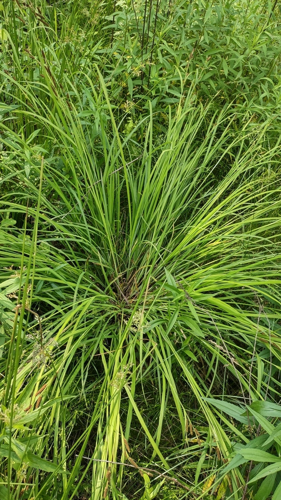 Short's Sedge (Carex shortiana)