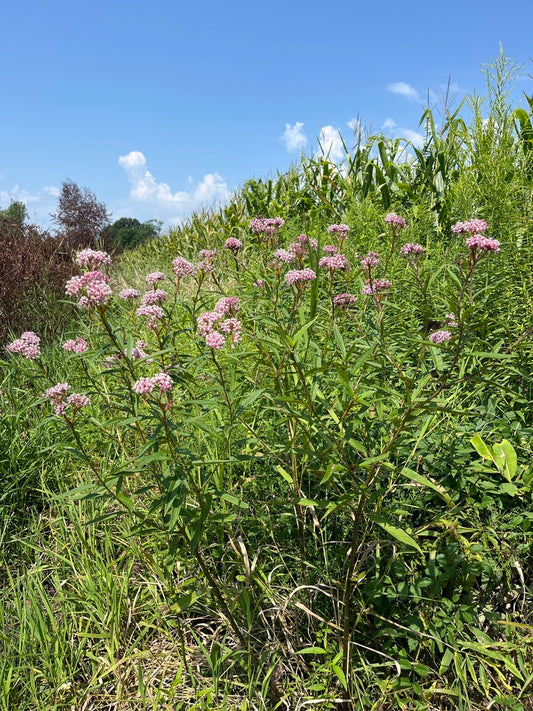 Swamp Milkweed (Asclepias incarnata)