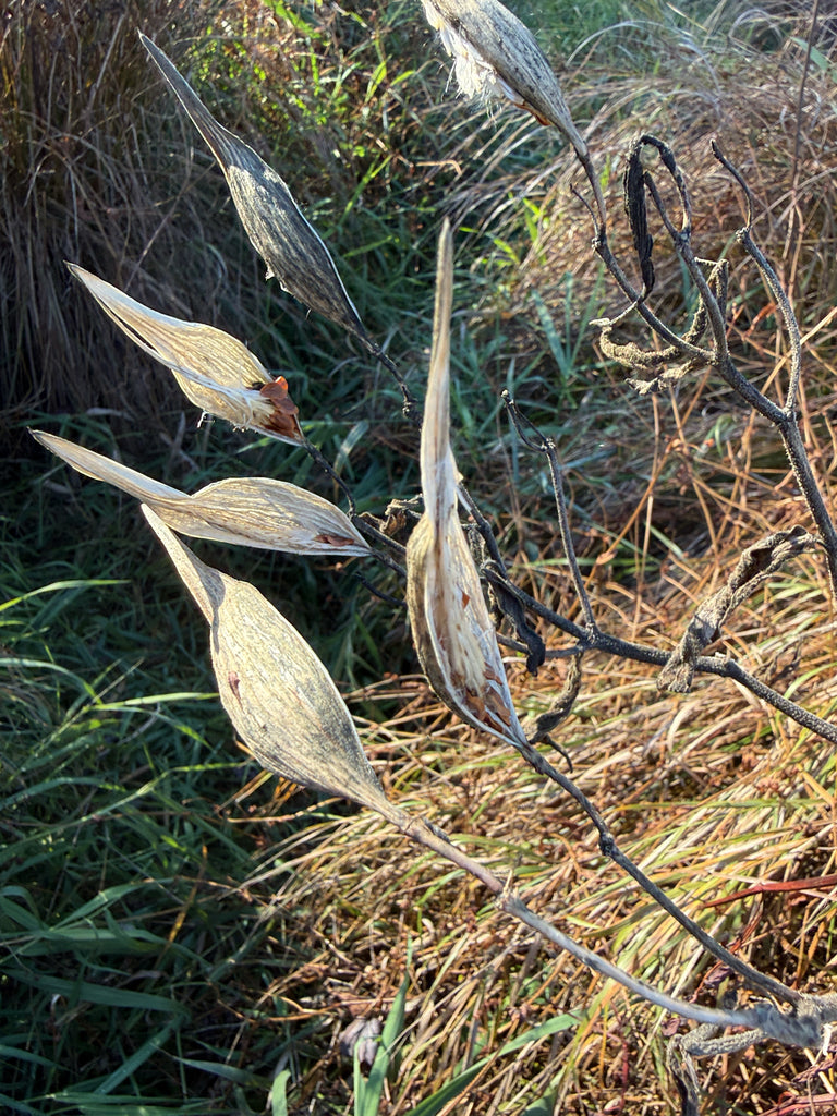 Swamp Milkweed (Asclepias incarnata)