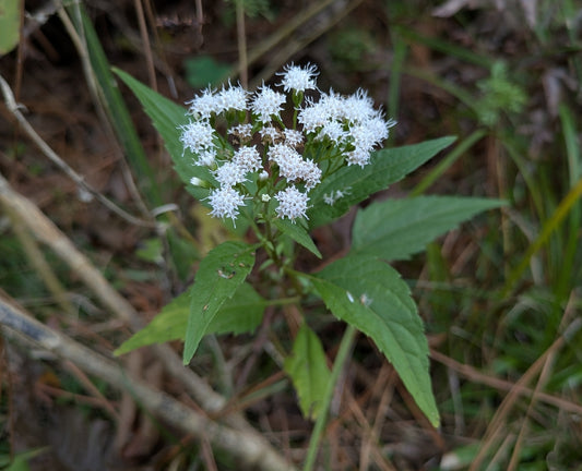 White Snakeroot (Ageratina altissima)