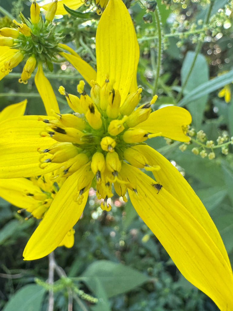 Yellow Wingstem (Verbesina alternifolia)