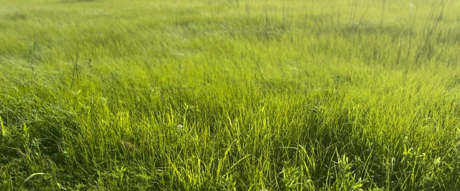 Grasses & Sedges