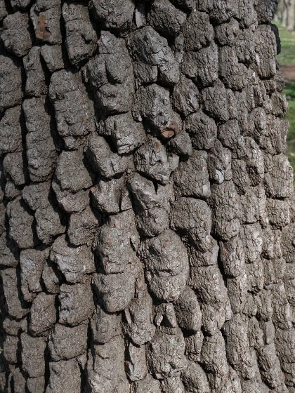 Trees & Shrubs