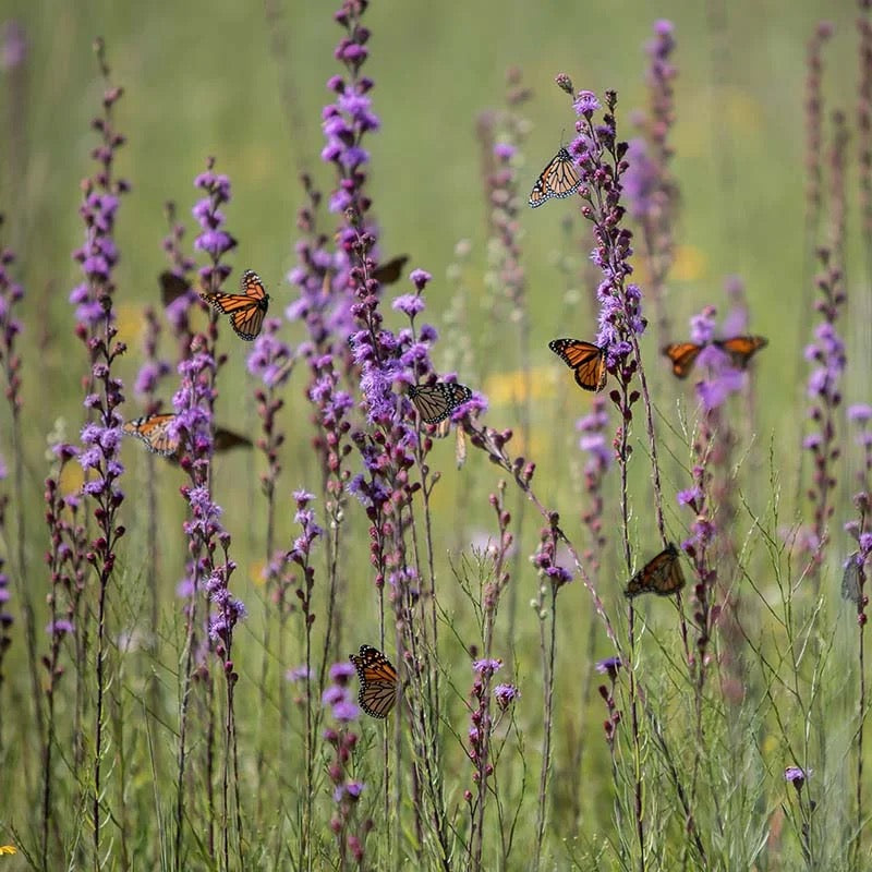 Wildflowers