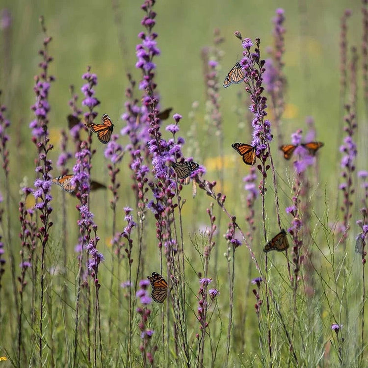 Wildflowers