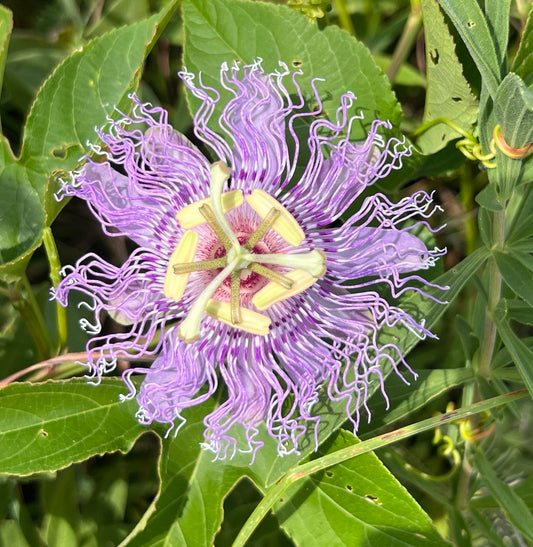 Purple Passionvine (Passiflora incarnata)