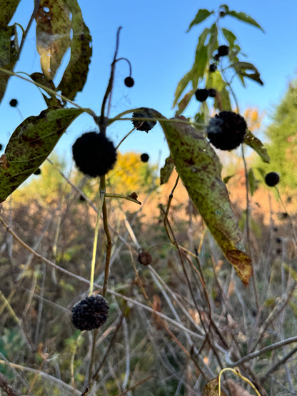 Buttonbush (Cephalanthus occidentalis)