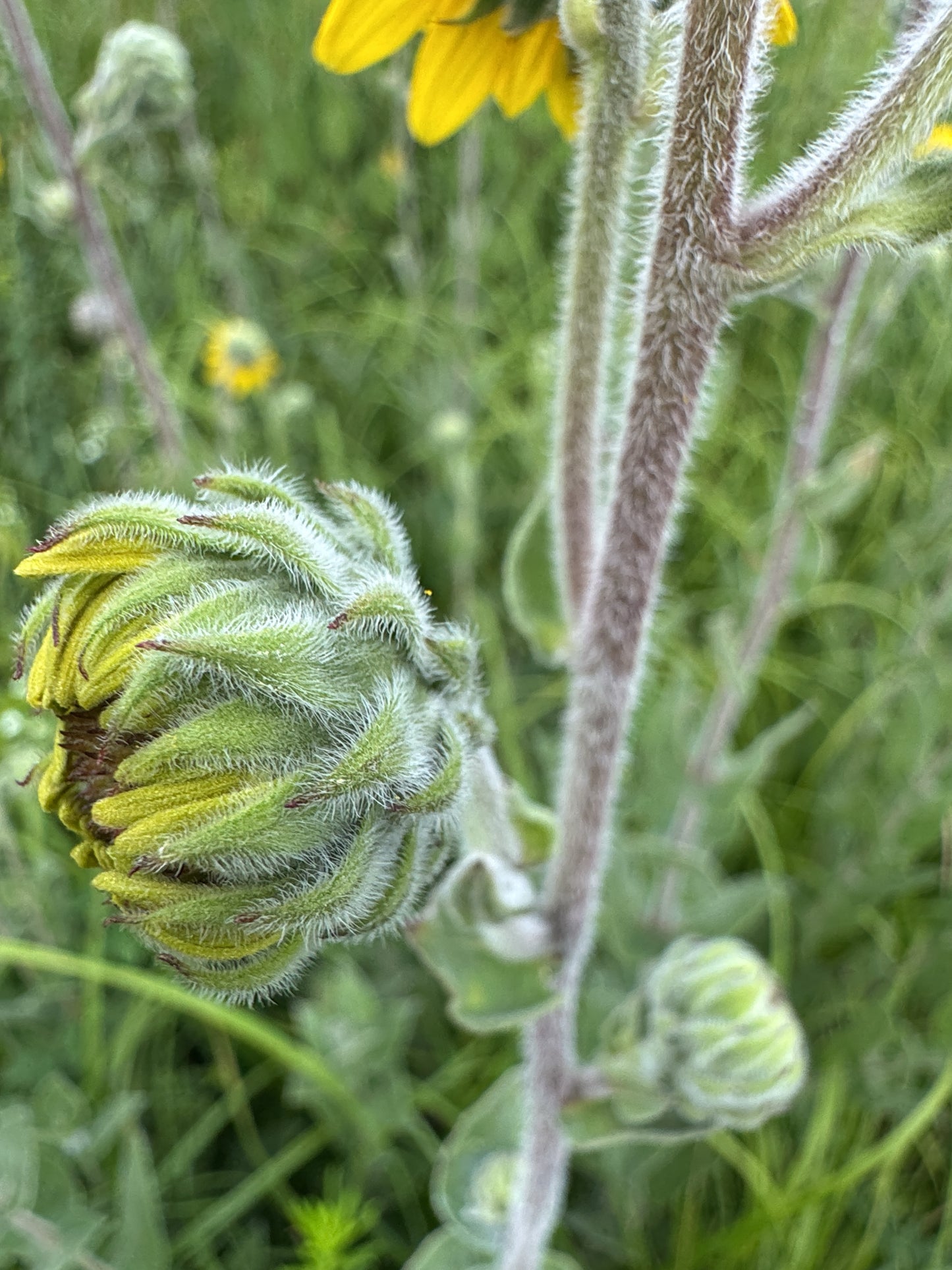 Ashy Sunflower (Helianthus mollis)