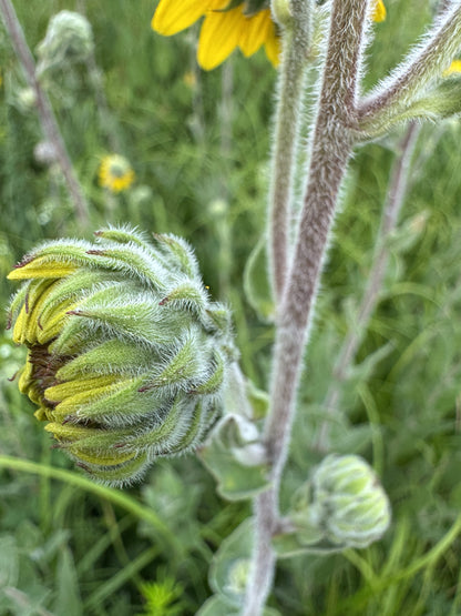 Ashy Sunflower (Helianthus mollis)