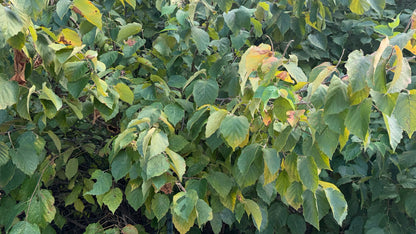 American Hazelnut (Corylus americana)