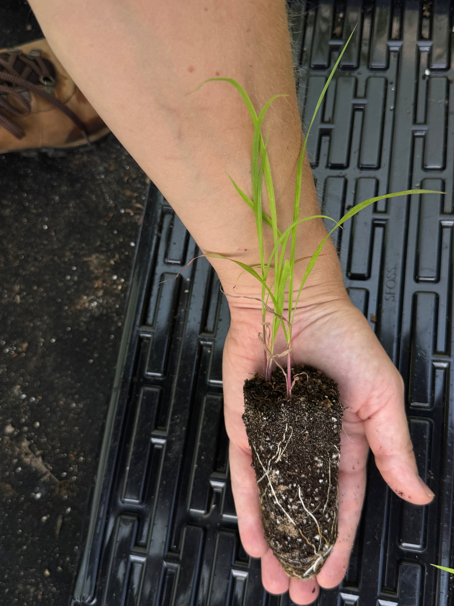 Big Bluestem	(Andropogon gerardi)