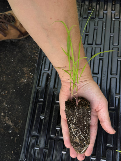 Big Bluestem	(Andropogon gerardi)