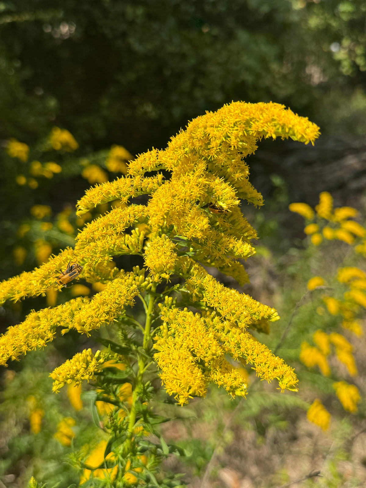 Showy Goldenrod (Solidago speciosa)