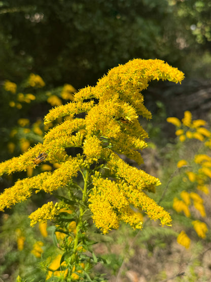 Showy Goldenrod (Solidago speciosa)