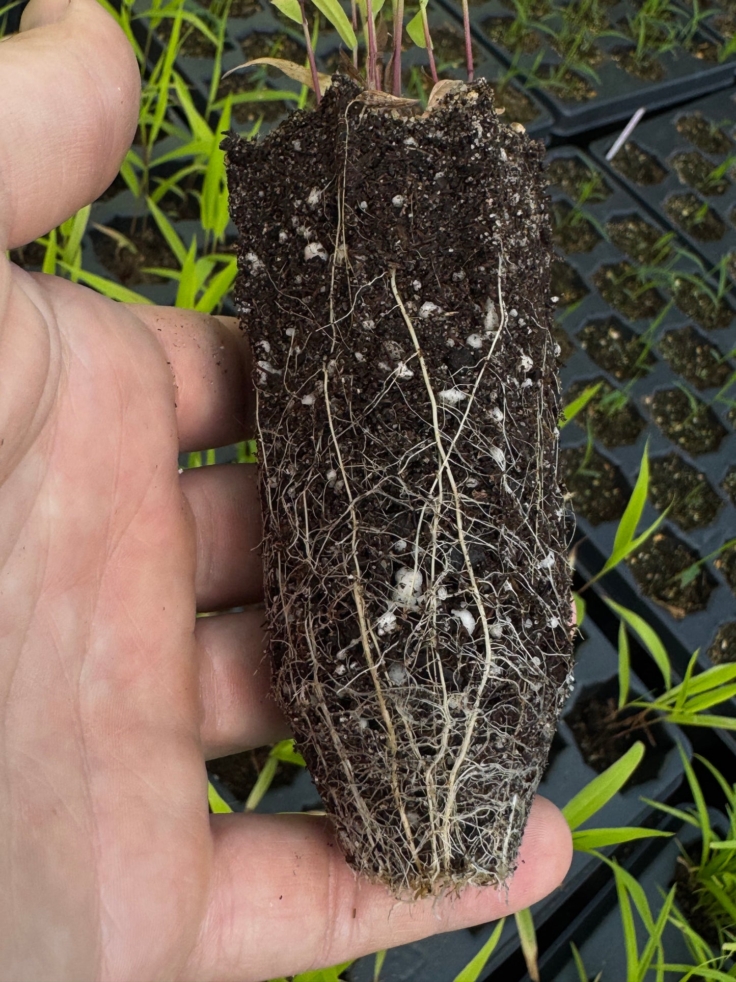 River Oats (Chasmanthium latifolium)