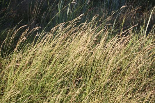 Sideoats Grama (Bouteloua curtipendula)