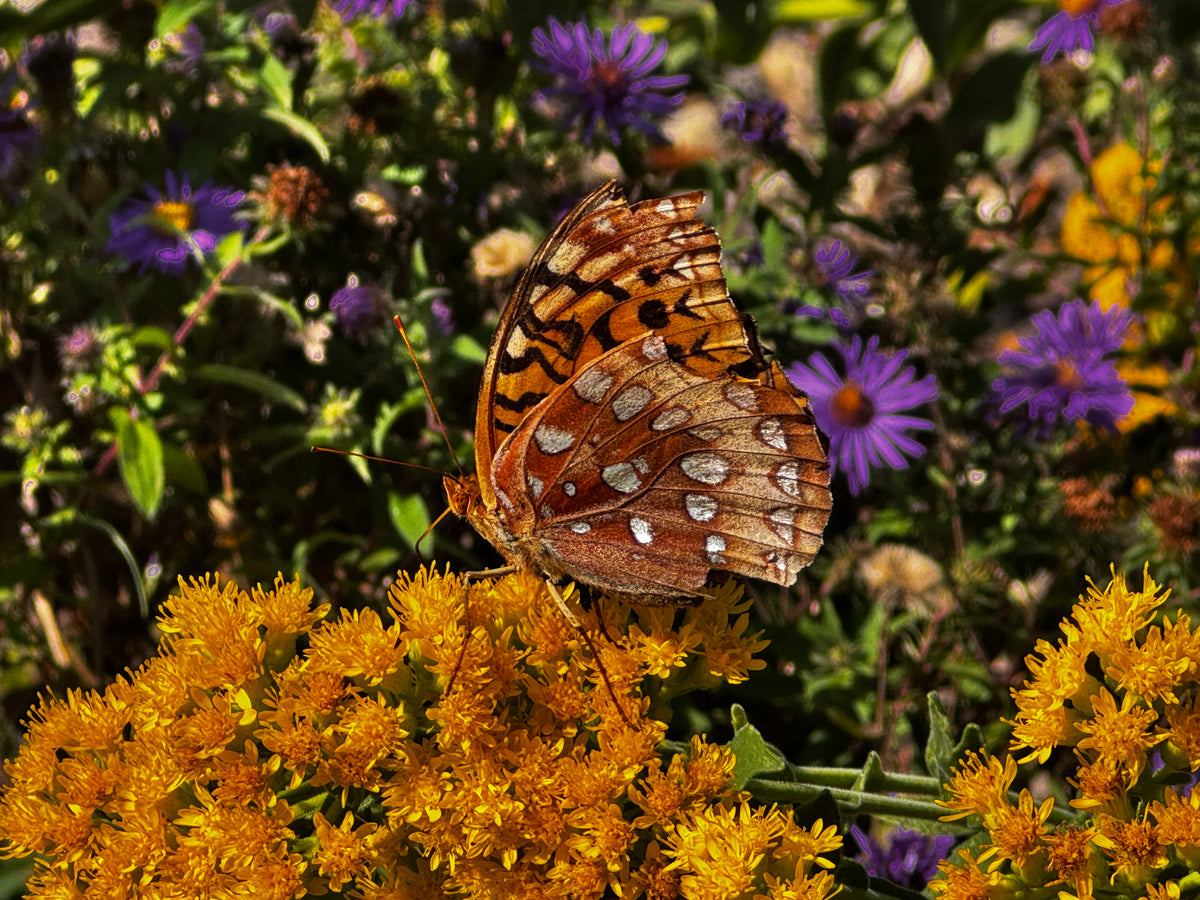 Showy Goldenrod (Solidago speciosa)