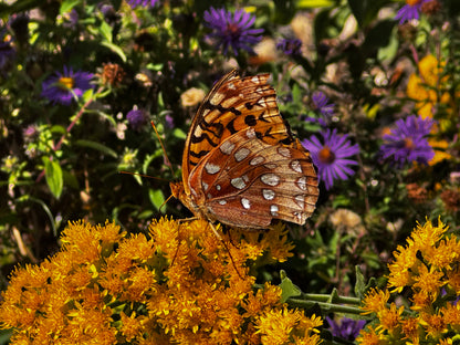 Showy Goldenrod (Solidago speciosa)