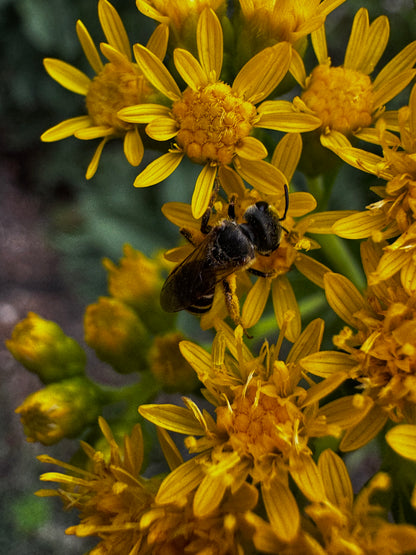 Showy Goldenrod (Solidago speciosa)
