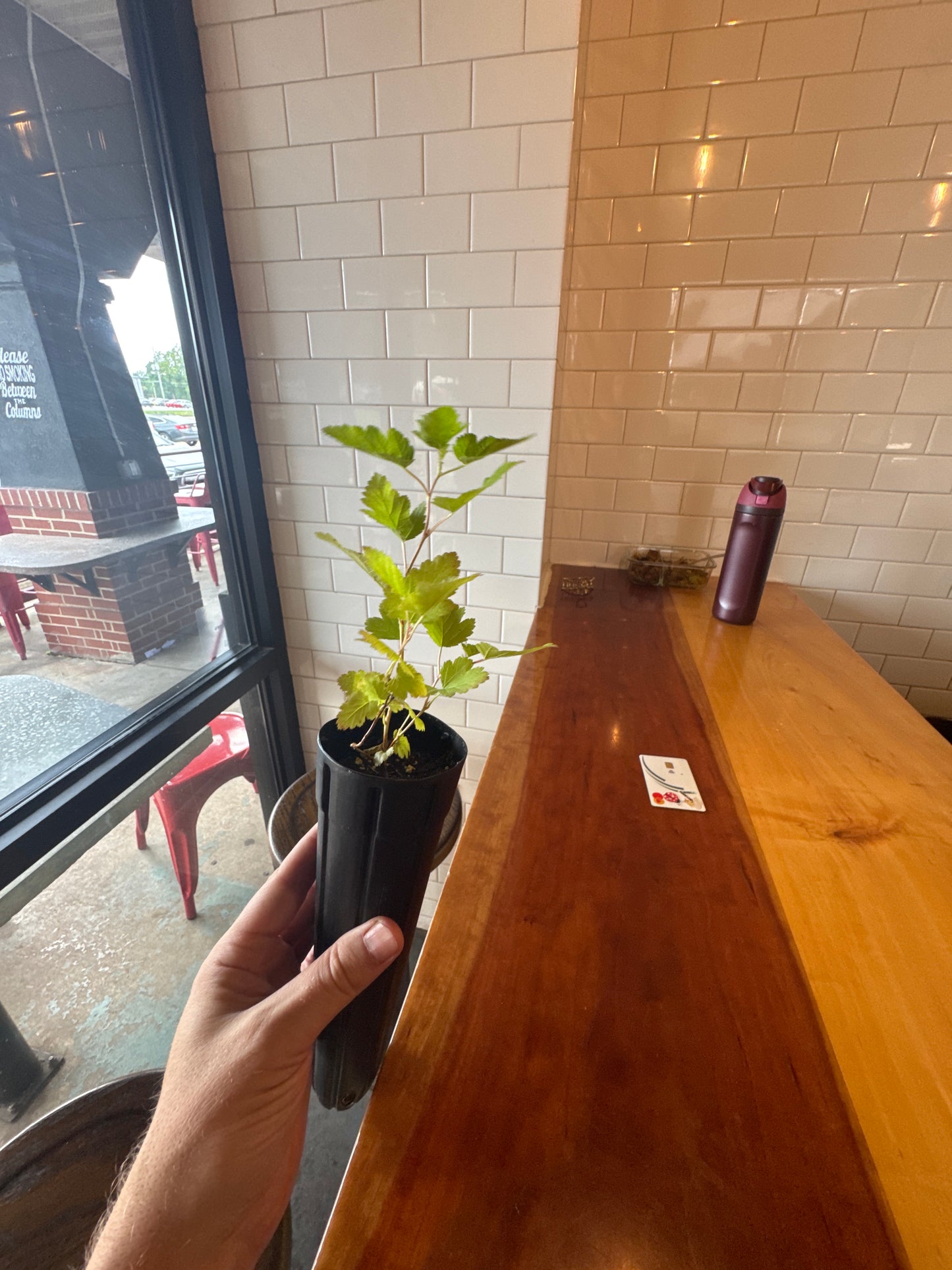 Prairie Ninebark