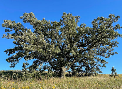 Bur Oak (Quercus macrocarpa)