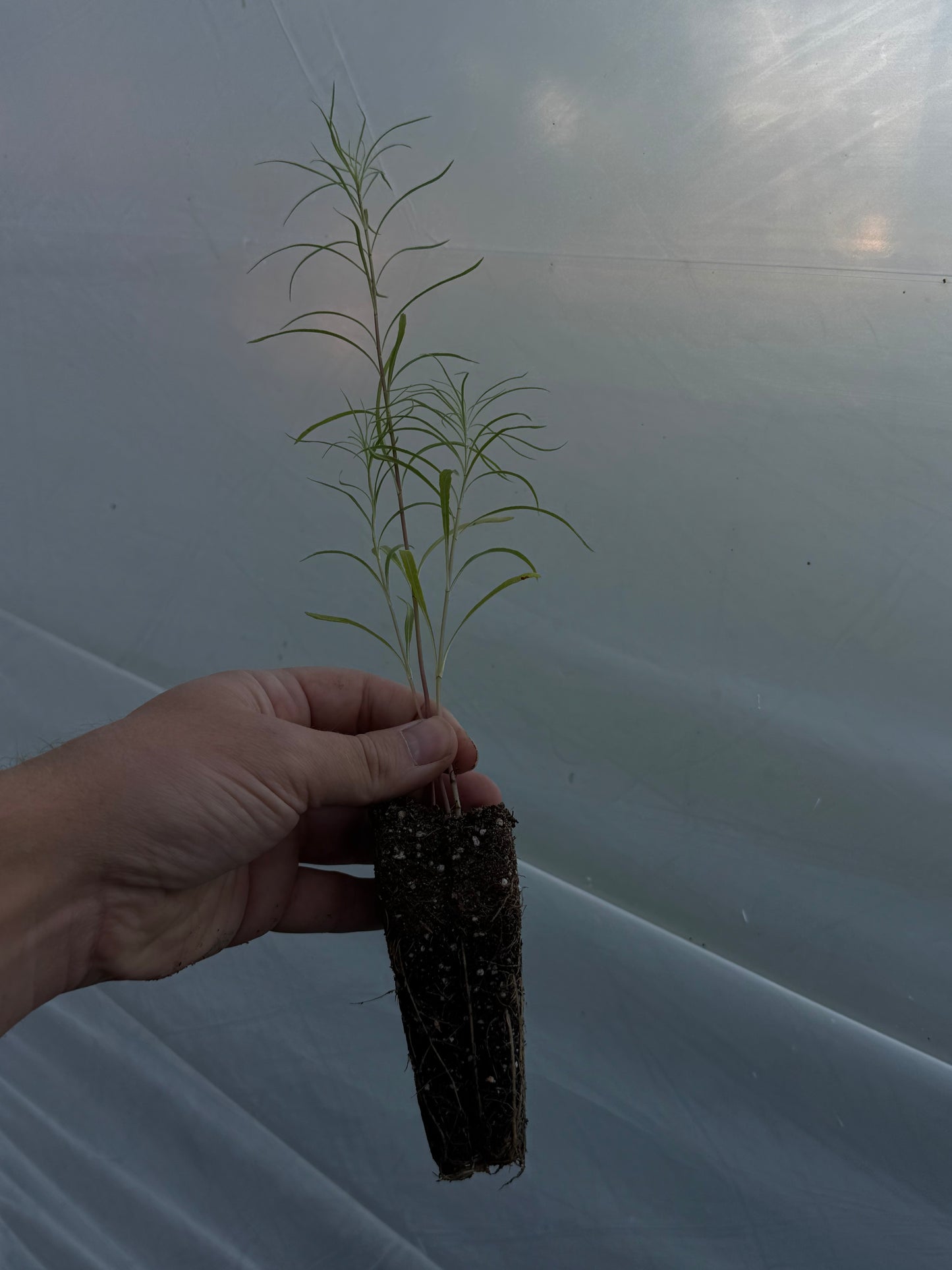 Willowleaf Sunflower (Helianthus salicifolius)