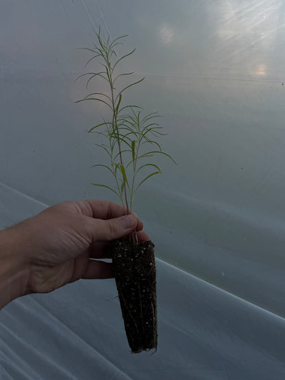 Willowleaf Sunflower (Helianthus salicifolius)