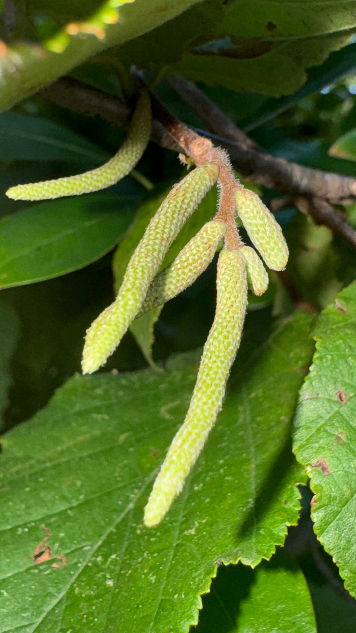American Hazelnut (Corylus americana)