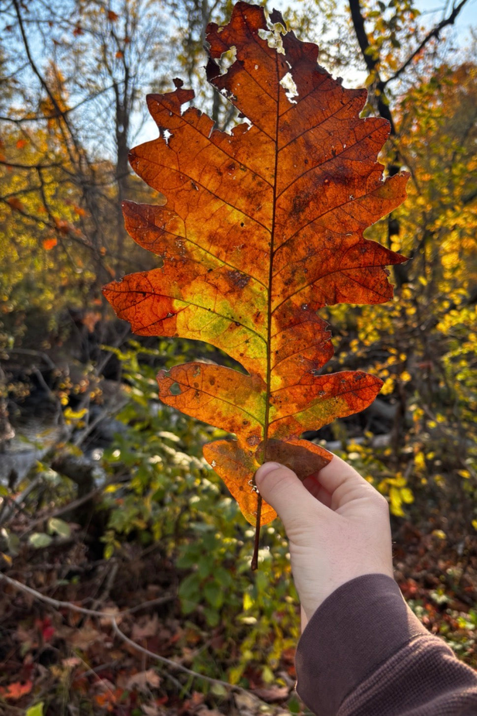Bur Oak (Quercus macrocarpa)