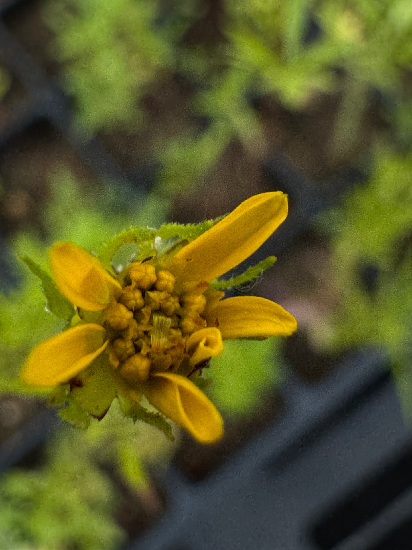 Swamp Marigold (Bidens aristosa) - Annual