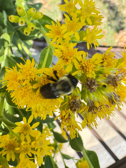 Showy Goldenrod (Solidago speciosa)
