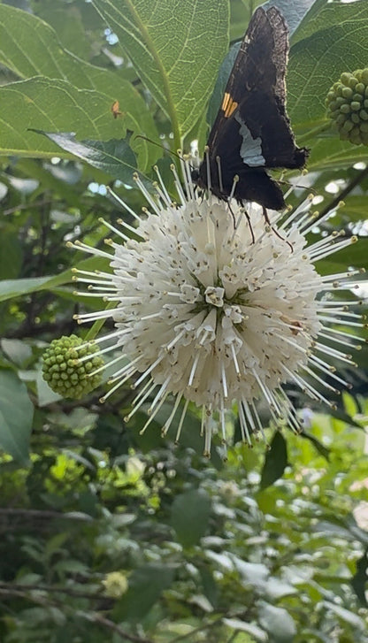 Buttonbush (Cephalanthus occidentalis)