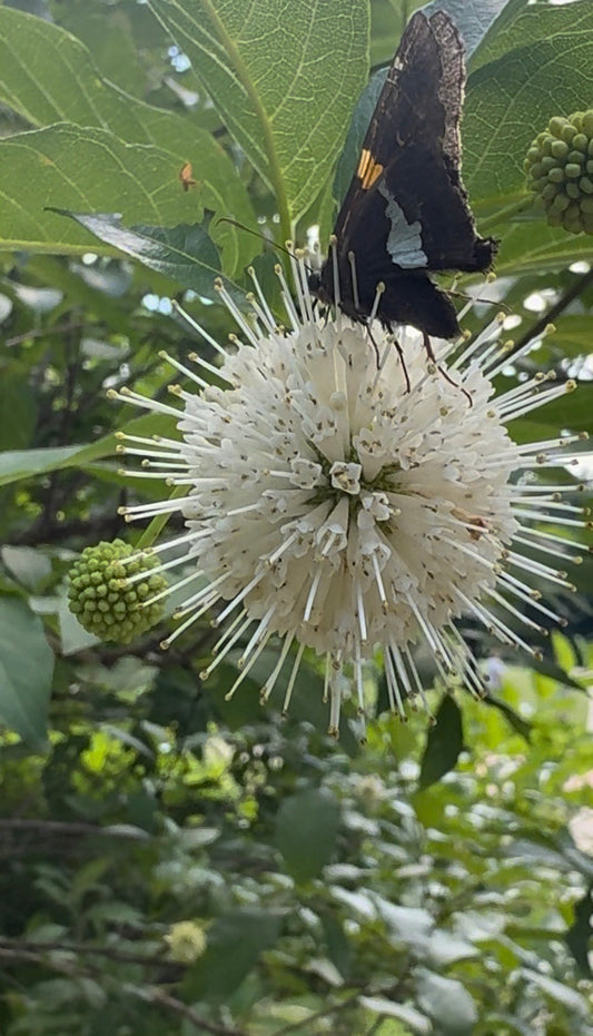 Buttonbush (Cephalanthus occidentalis)