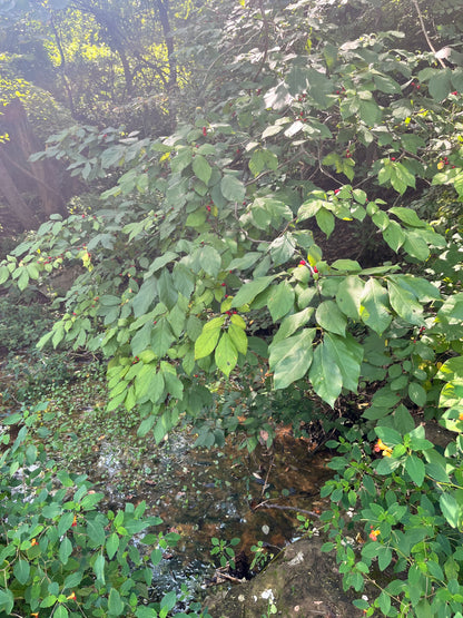 Northern Spicebush (Lindera benzoin)