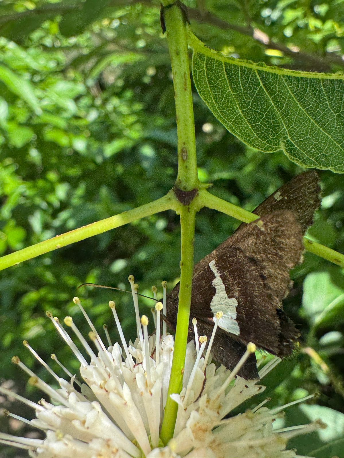Buttonbush (Cephalanthus occidentalis)