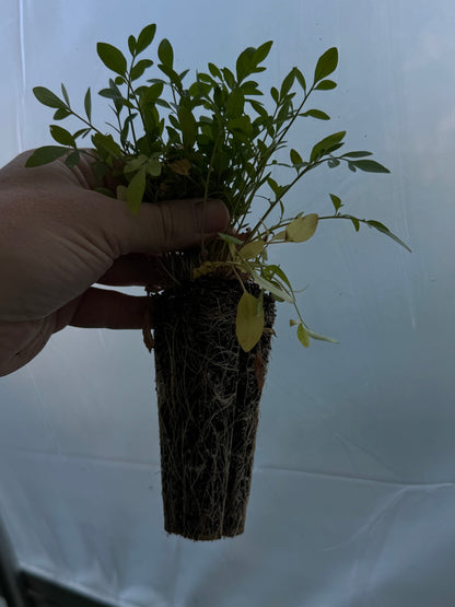 Plains Tickseed (Coreopsis tinctoria) - Annual