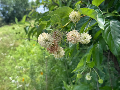Buttonbush (Cephalanthus occidentalis)