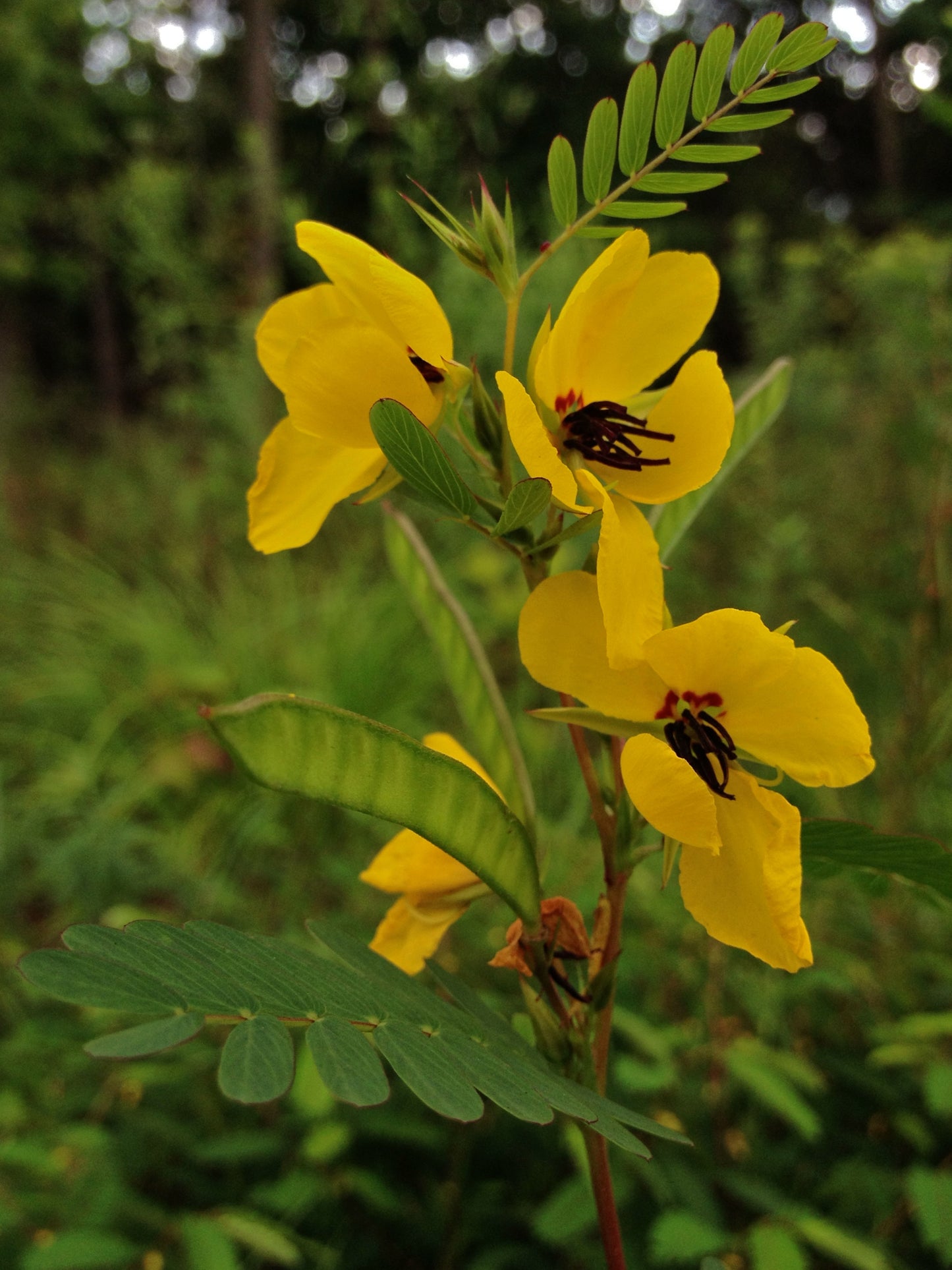 Partridge Pea (Chamaecrista fasciculata) - Annual