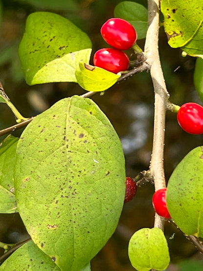 Northern Spicebush (Lindera benzoin)