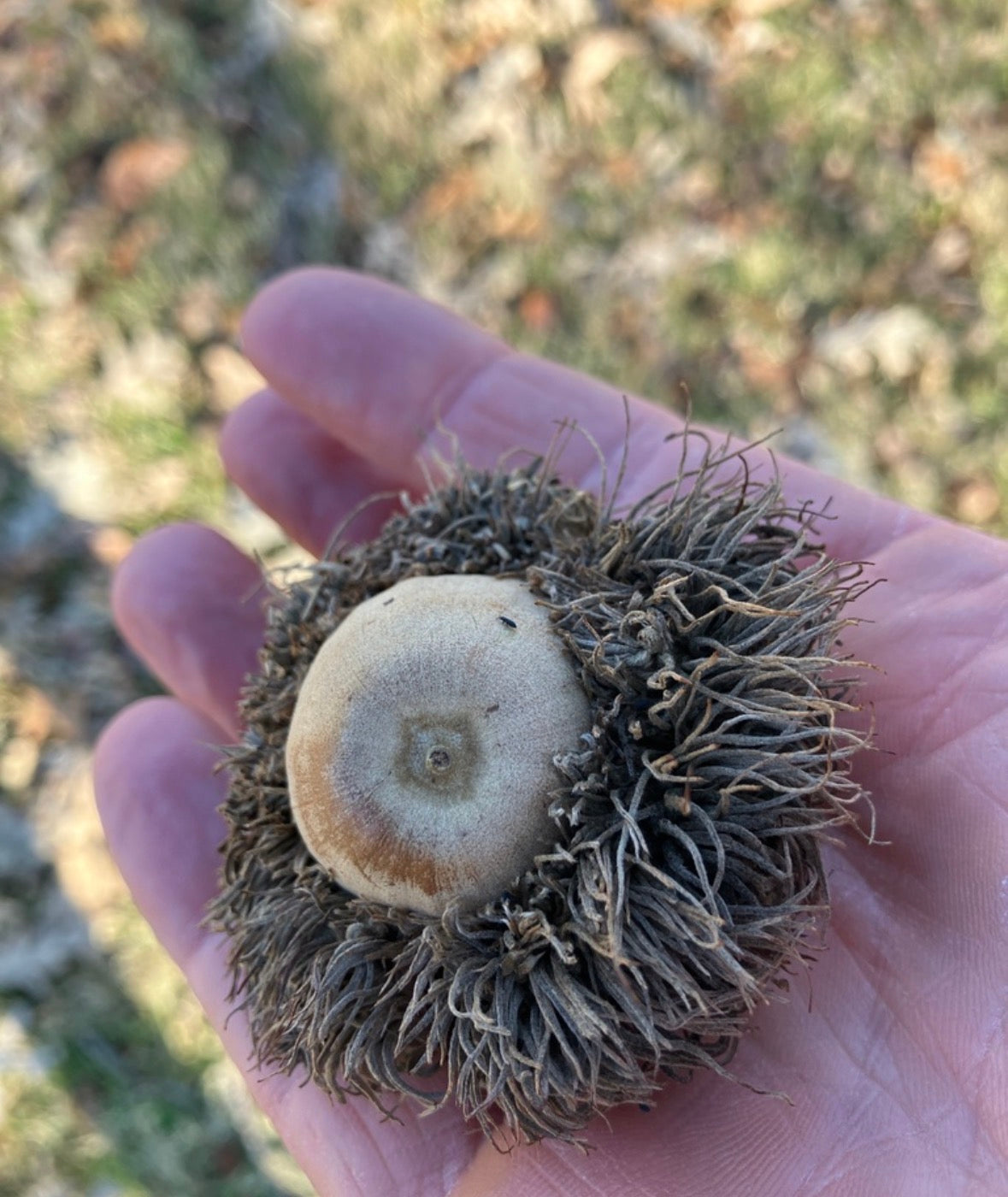Bur Oak (Quercus macrocarpa)