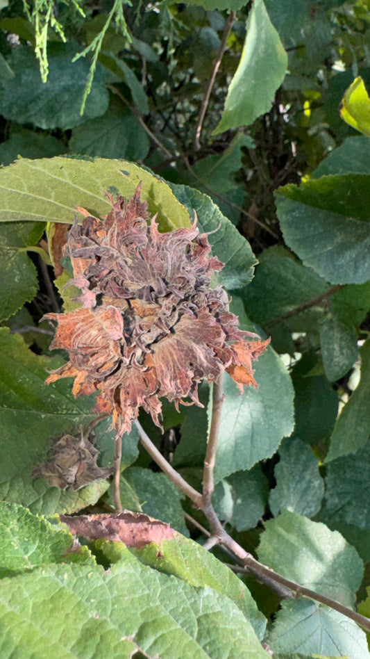 American Hazelnut (Corylus americana)